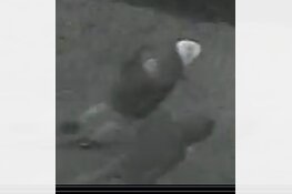 Gezocht: Opvallende VW Golf gezien bij ramkraak; voor duizenden euro’s aan kleding gestolen