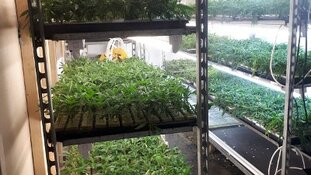 Grote hoeveelheid hennepplanten en stekken aangetroffen