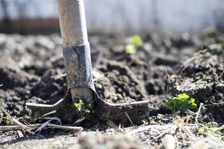 Deventer kleurt groen: 5210 grote en kleine bomen erbij