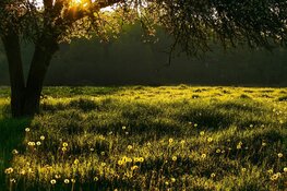 Zonnig weekend gevolgd door enkele frisse dagen, maar temperatuur loopt weer op