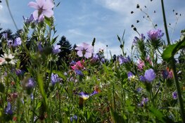 Nieuwe methode voor een bloeiende natuur in Overijssel