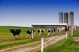 Onderzoek biedt aanknopingspunten voor betere mentale steun aan boeren
