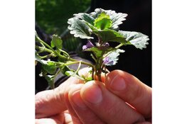 Eetbare wilde plantenwandeling rondom infocentrum IJssel Den Nul
