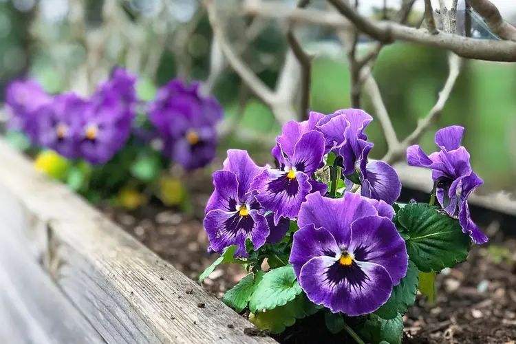 Broederenstraat en Engestraat fleuren op