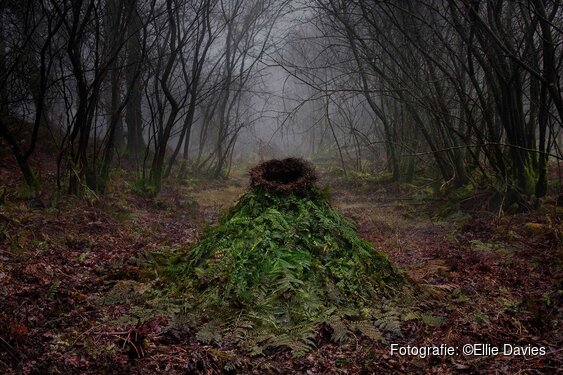 Galerie van Blijkshof in Deventer exposeert met 'In het Bosch'