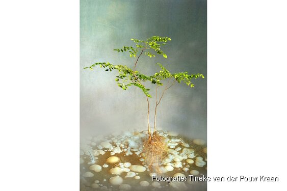 Fotograaf Tineke van der Pouw Kraan exposeert in Deventer